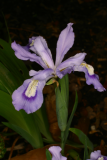 Iris cristata RCP5-06 077.jpg